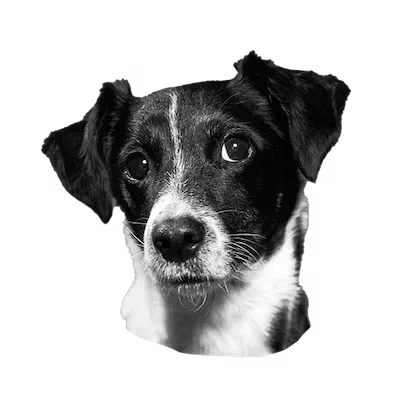 Porträt von Baro, Spreadfilms Team
